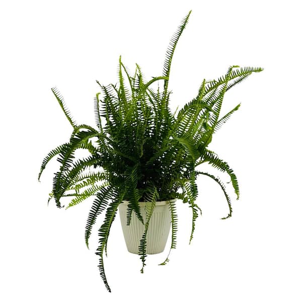 Pure Beauty Farms 2.5 qt. Fern Boston Plant in 8 in. Grower Pot