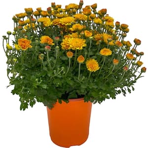 1 Gal. Chrysanthemum Plant with (Orange)