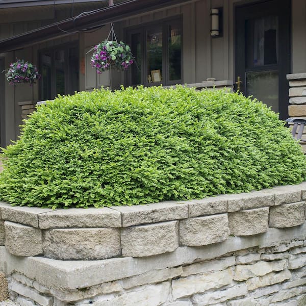 ◆あご当てCozina型 HillClamp BoxWood 4/4 Green Mountain Boxwood Foundation/Hedge Shrub in 1-Gallon
