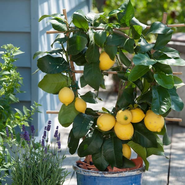 Garden State Meyer Lemon Tree Live Plant (1 gal. Pot) ECS-21-01-01 - The Home Depot