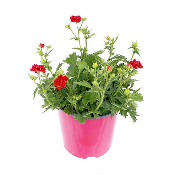 1.5 Gal. Geum Blazing Sunset Perennial Plant with Red Flowers-1 Pack