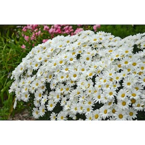 Amazing Daisies Daisy May Shasta Daisy (Leucanthemum) Live Plant, White Flowers, 0.65 Gal.