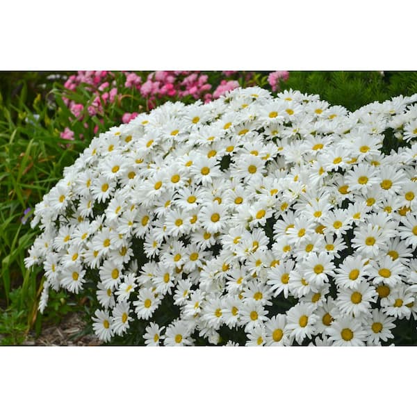 PROVEN WINNERS Amazing Daisies Daisy May Shasta Daisy (Leucanthemum) Live Plant, White Flowers, 0.65 Gal.