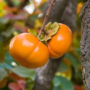 Fuyu-Jiro Persimmon Live Bareroot Fruit Tree (1-Pack)