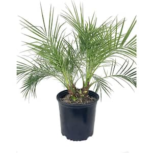 Phoenix Roebellini Pygmy Date Palm Tree -Live Plant in a 3 Gallon Growers Pot-Phoenix Roebelenii-Houseplant