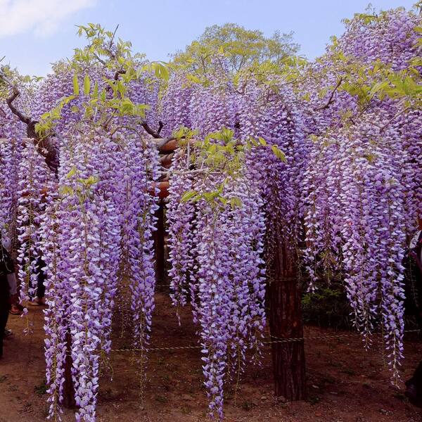 wisteria Near 11/16配達予定 wisteria Near 11/16配達予定 LIVING LUXURY 44 in. Orange Artificial