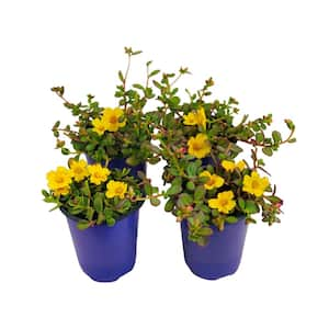 1.38 Pt. Purslane Plant Yellow Flowers in 4.5 In. Grower's Pot (4-Plants)