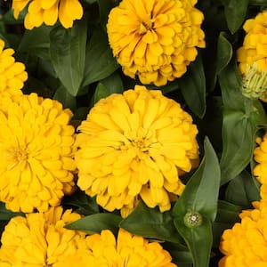 4.25 in. Eco+Grande Sweet Tooth Lemonhead (Zinnia) Live Plant, Yellow Flowers (4-Pack)