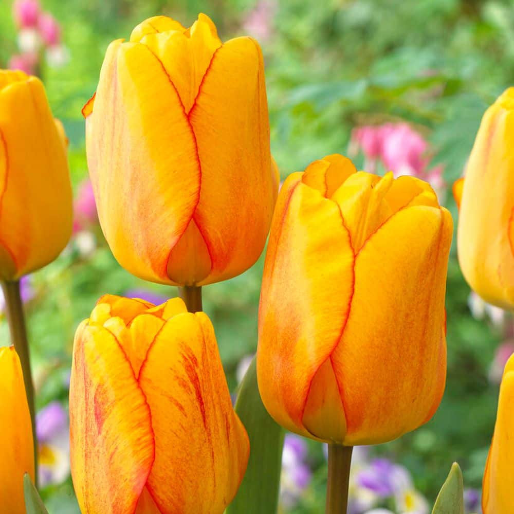 Tulips Blushing Apeldoorn (Set of 12) Bulbs price history on PriceWatchPro