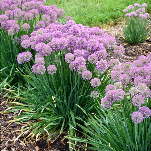 Reviews for PROVEN WINNERS 0.65 Gal. 'Serendipity' Ornamental