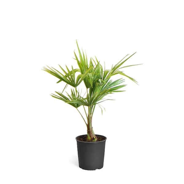 Brighter Blooms 3 Gal. Pindo Palm Tree in Pot
