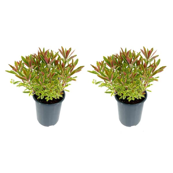Unbranded Perennial Euphorbia Ascot Rainbow 2.5 qt. (2-Pack)