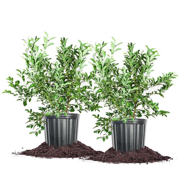 3 Gal. Premier Blueberry Shrub (2-Pack)
