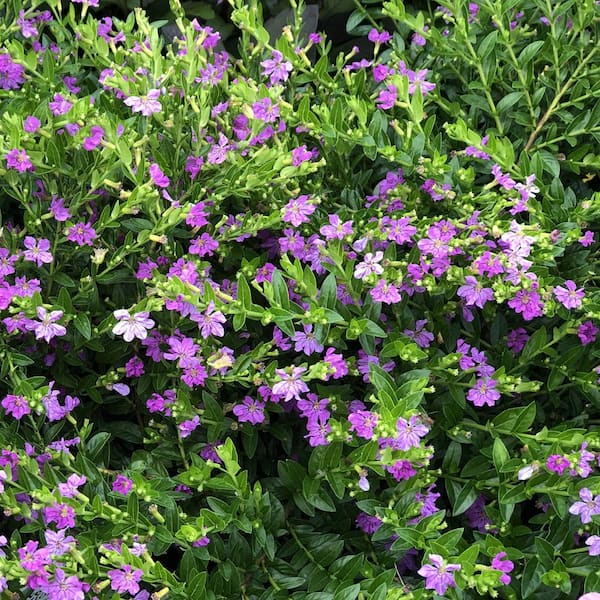 1.38 Pt. Cuphea Mexican Heather Plant in 4.5 in. Grower's Pot (4-Plants)