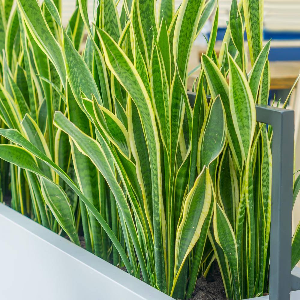 24" Black Ceramic Indoor Sansevieria Succulent