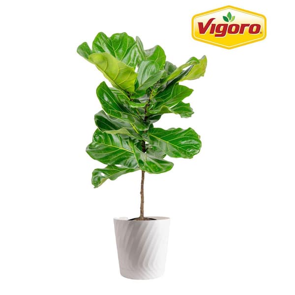 Vigoro Ficus Lyrata Fiddle Leaf Fig Indoor Plant in 10 in. Decor White Container, Avg. Shipping Height 3-4 ft. Tall