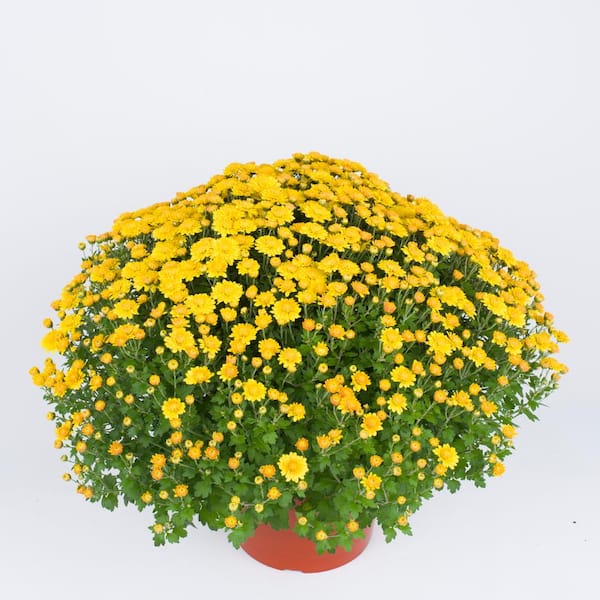 Chrysanthemum (Mum) Yellow Live Plant in 8.5 in. Deco Color Planter