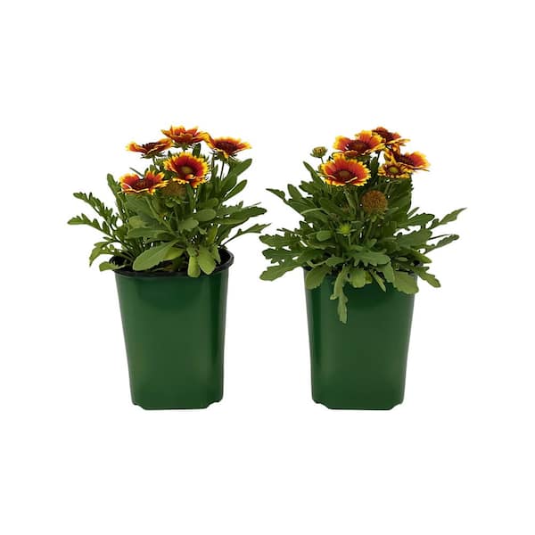 2.5 qt. Gaillardia Starburst Plant in Grower's Pot (2-Packs)