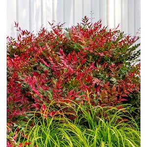 2.5 Qt. Obsession Nandina, Live Evergreen Shrub, Brilliant-Red New Foliage