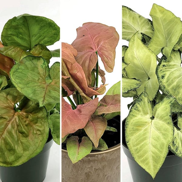 national PLANT NETWORK 4 in. SpaceScape Houseplant Arrowhead Vine