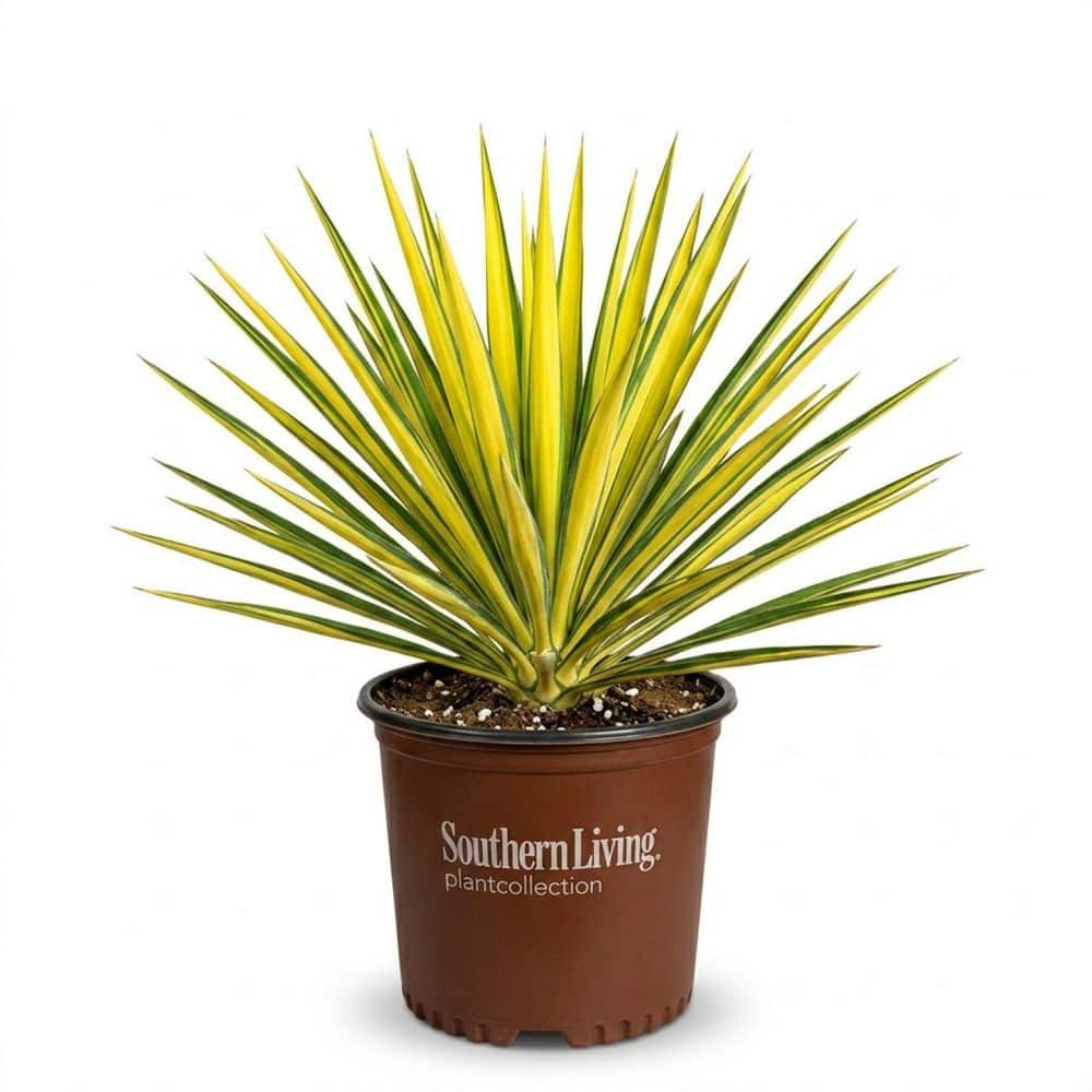 southern-living-succulent-