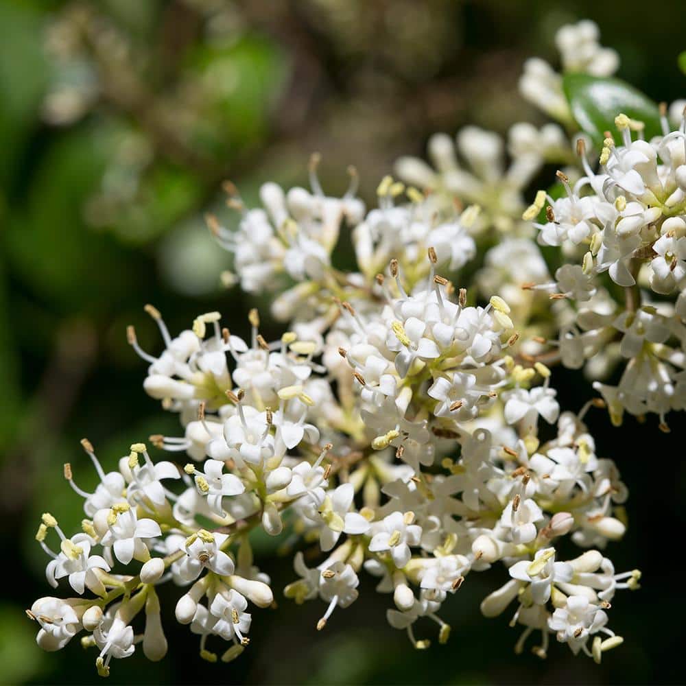 Waxleaf Ligustrum Upright White Blooming Shrub