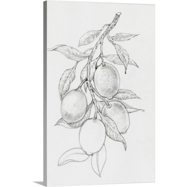 GreatBigCanvas "Fruit-Bearing Branch I" by Tim O'Toole 1-Piece Museum Grade Giclee Unframed Food Art Print 24 in. x 16 in.