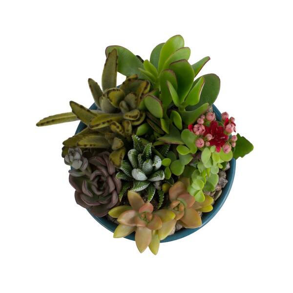Altman Plants 5 5 In Atlantic Blue Ribbed Glazed Succulent Garden Plant The Home Depot Altman Plants 5 5 In Atlantic Blue Ribbed Glazed Succulent Garden Plant The Home Depot