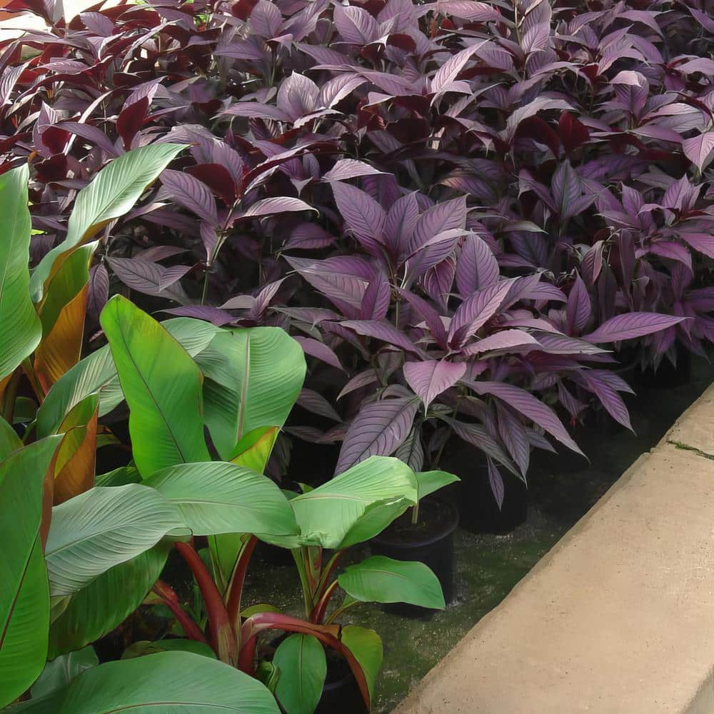 4-Inch Persian Shield Purple Bloom Strobilanthes Plant