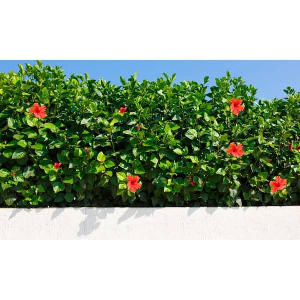BGI 2 lbs. 12-6-8 Hibiscus Plant Food Dry Fertilizer 100518393