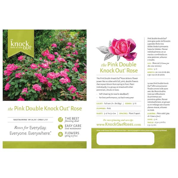 KNOCK OUT 3 Gal. Coral Knock Out Rose Bush with Brick Orange to Pink  Flowers 21308 - The Home Depot