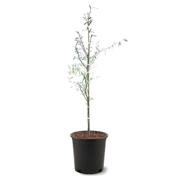 Weeping Willow Trees for Sale at Arbor Day's Online Tree Nursery - Arbor  Day Foundation