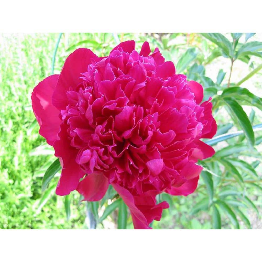 BELL NURSERY 2 Gal. Karl Rosenfield Peony (Paeonia) Live Shrub