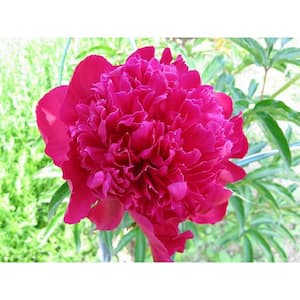 2 Gal. Karl Rosenfield Peony (Paeonia) Live Shrub with Cherry Red Double Blooms