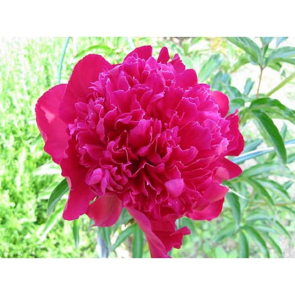 BELL NURSERY 2 Gal. Karl Rosenfield Peony (Paeonia) Live Shrub with Cherry Red Double Blooms