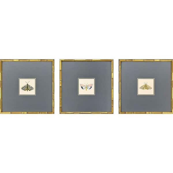 Pastel Moths by Zaman 3 Piece Framed Animal Art Print 17 in. x 17 in.