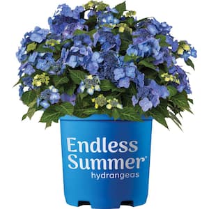 2 Gal. Pop Star Reblooming Hydrangea with Electric Blue or Bright Pink Flowers that Pollinators Love