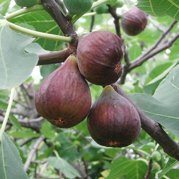 VAN ZYVERDEN Desert King Fig Tree (1-Plant)