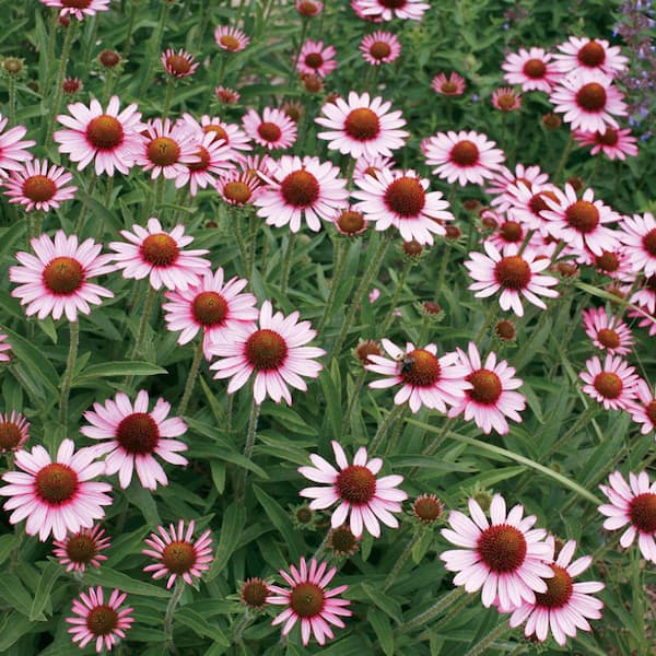Vigoro 2.6 Qt. #1 Pink Coneflower Plant