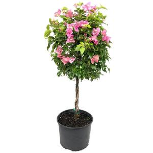 Bougainvillea Braided Tree - Live Plant in a 10 in. Pot - Beautiful Flowering Tree from Florida