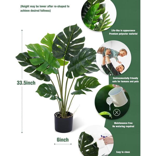 black tiger snake plant Sansevieria trifasciata --Black Coral Snake Plant--