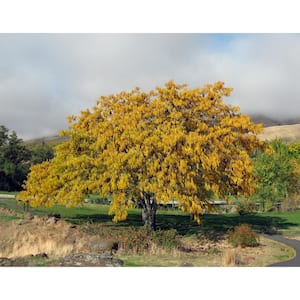 Honeylocust Tree Bare Root