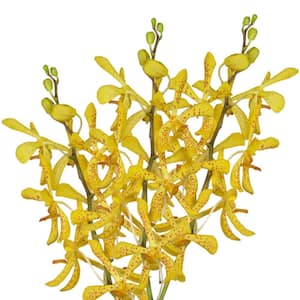 70 Tamy Yellow Mokara Orchid Flowers- Fresh Flower Delivery