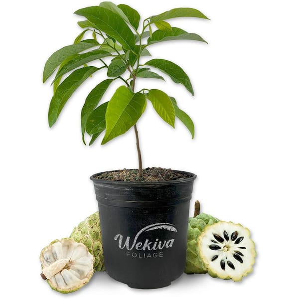 Sugar Apple Tree-Sweetsop-Live Plant in a 1 Gallon Growers Pot-Annona Squamosa-Fruit Tree for Patio and Garden