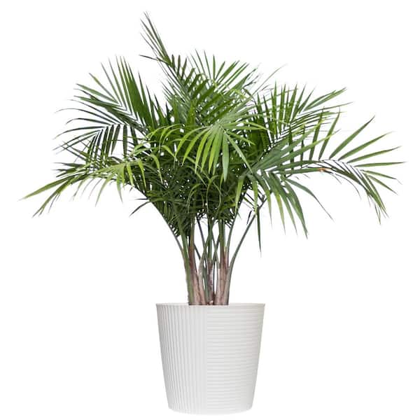 Majesty Palm Live Indoor Outdoor Plant in 10 inch White Decor Pot
