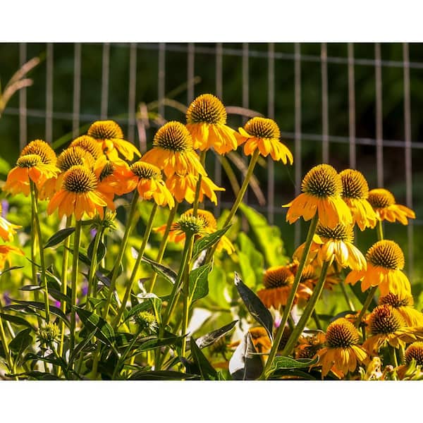 Unbranded. 2.5 qt. Echinacea Cone Flower Prairie Blaze Golden