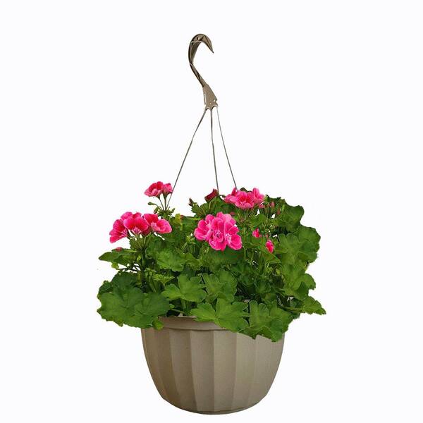11 in. Geranium Annual Hanging Basket Plant with Bright Pink Blooms and