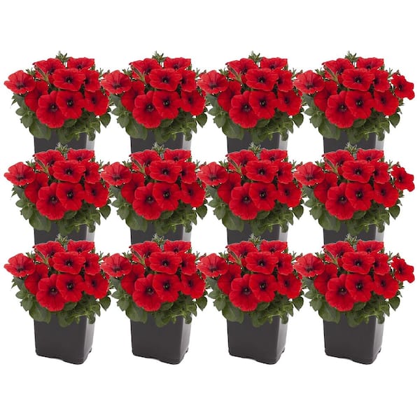 Costa Farms Red Petunia Outdoor Flowers in 1 Pt. Grower Pot, Avg. Shipping Height 9 in. Tall (12-Pack)