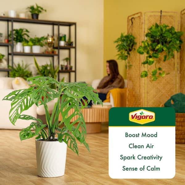Vigoro Trending Tropical Monstera Esqueleto Indoor Plant in 10 in