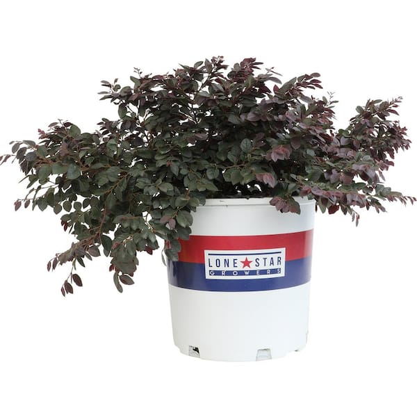 Loropetalum Cerise Charm Shrub Evergreen Perennial Outdoor Plant in 8 qt. Grower Pot